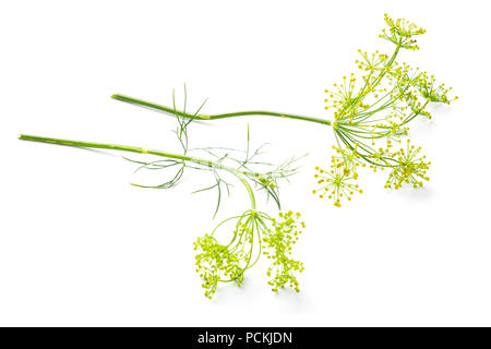 Flowers of the dill on white background Stock Photo