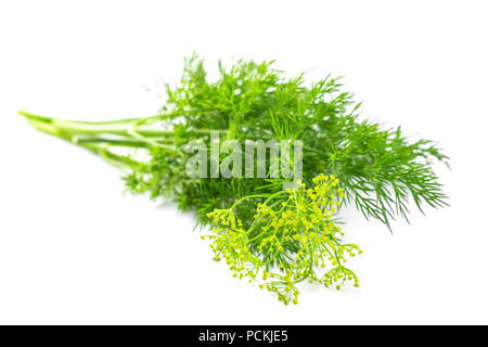 Flowers of the dill branch Stock Photo