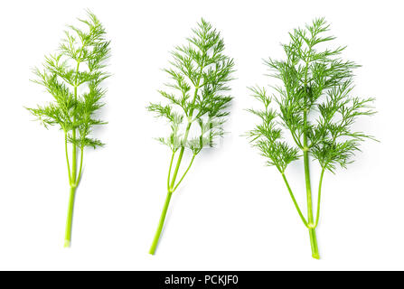 Branches of the dill Stock Photo