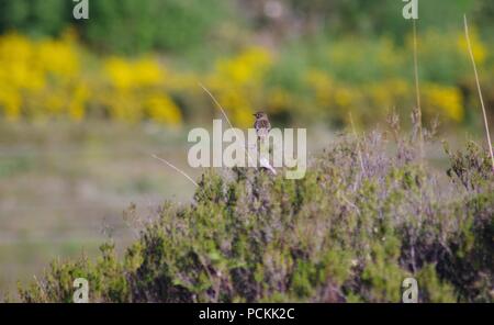 Female Stonechat (Saxicola rubicola) Perched on a Heather Bush. Beinn Eighe NNR, Kinlochewe, Scotland, UK. Stock Photo