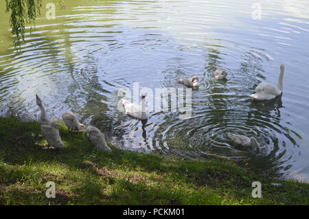 swans at the edge of the lake Stock Photo