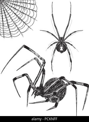 Black Widow spider sketches Stock Vector