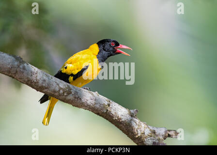 Indian Golden Oriole - Oriolus oriolus kundoo, beautiful yellow and black bird from Asian forests and woodlands, Sri Lanka. Stock Photo