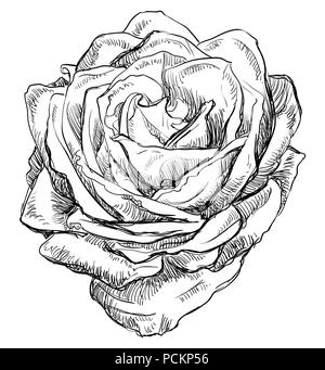 Hand drawn rose flower. Vector monochrome illustration isolated on white background. Stock Vector