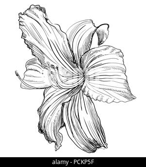 Hand drawn lilium flower. Vector monochrome illustration isolated on white background. Stock Vector