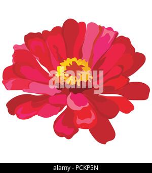 Zinnia flower. Vector colorful illustration isolated on white background. Stock Vector