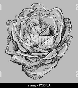 Hand drawn rose flower. Vector monochrome illustration isolated on grey background. Stock Vector