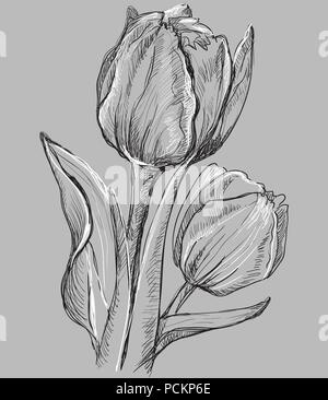 Hand drawn Tulip flower. Vector monochrome illustration isolated on grey background. Stock Vector