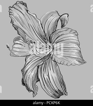 Hand drawn Lilium flower. Vector monochrome illustration isolated on grey background. Stock Vector