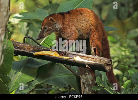 South American Coati (Nasua nasua) adult at feeding station Copalinga Lodge, Zamora, Ecuador February