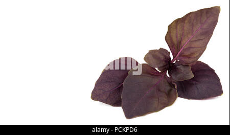 fresh red basil herb leaves isolated on white background. Purple Dark Opal Basil. Stock Photo