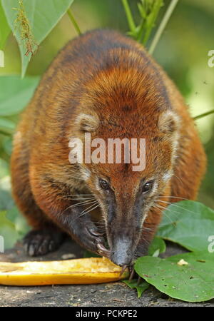 South American Coati (Nasua nasua) adult at feeding station Copalinga Lodge, Zamora, Ecuador February