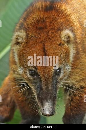 South American Coati (Nasua nasua) close up of adult head Stock Photo