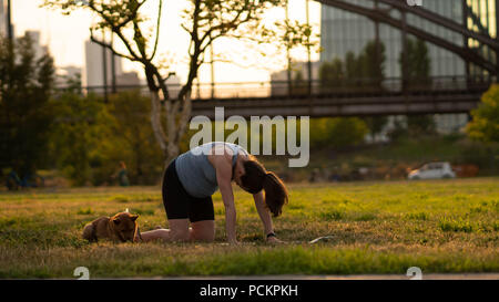 Beautiful sporty fit yogini Pregnant woman practices yoga asana bitilasana - cow pose gentle warm up for spine (also called cat-cow pose) in in a park with a dog Stock Photo