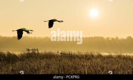 Pair of flying gray herons at sunrise, water, reeds. Ardea cinerea. Couple of wading birds in flight. Romantic landscape, forest, fog. Pond lit by sun. Stock Photo