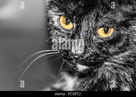 Close-up of a domestic cat face. Felis silvestris catus. Portrait of the furry black-white household pet. Melancholy detail, sad amber eyes, whiskers. Stock Photo