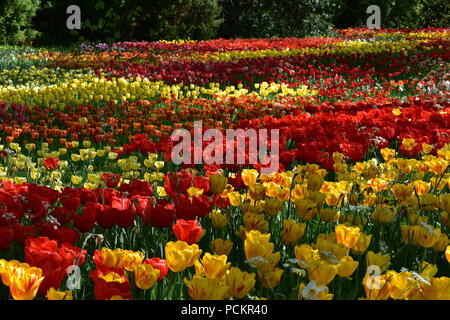 Tulips (Tulipa) form a genus of spring-blooming perennial herbaceous bulbiferous geophytes. The flowers are usually large, showy and brightly coloured Stock Photo