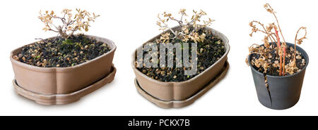 Houseplant, Dry Bonsai Tree in Broken Plastic Flowerpots for Garden Decoration Isolated on White Background. Stock Photo