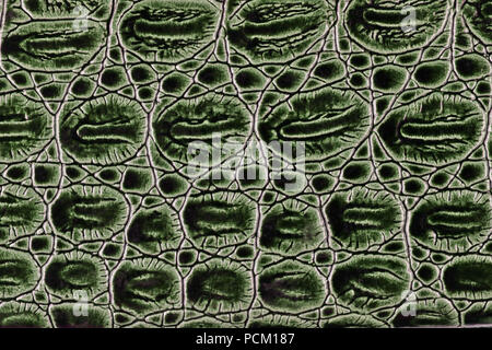 Artificial crocodile skin texture. Studio macro background Stock Photo