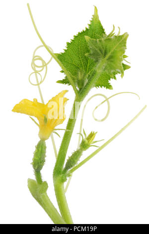 Cucumber embryos with yellow flowers and leaves on a prickly branch. Isolated on white studio macro shot Stock Photo