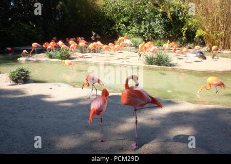 Pink Flamingos in San Diego Zoo, California USA Stock Photo