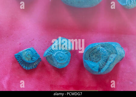 Ammonites shells fossil in the blue clay of jurassic period from Himalayan, Nepal. Ammonites and bivalves.Close up of an tableau of Jurassic fossils. Stock Photo