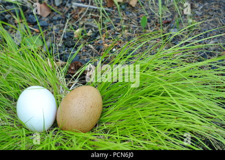 Two organic, free-range eggs, brown and white on grass (Carex oshimensis EverColor 'Everillo') and bluish little rocks as background Stock Photo