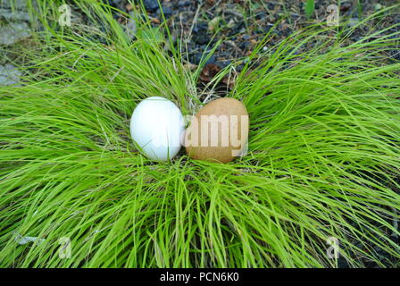 Two eggs, freshly laid, brown and white in grass (Carex oshimensis EverColor 'Everillo'), in the middle and with green and bluish background Stock Photo