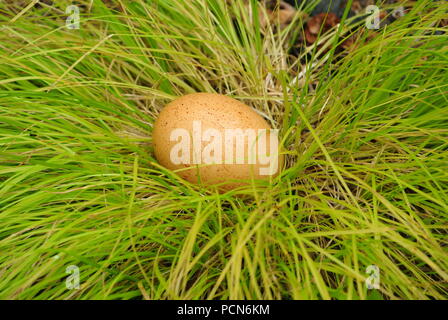 A brown organic freshly laid egg on grass (Carex oshimensis EverColor 'Everillo'), in the middle, green background Stock Photo