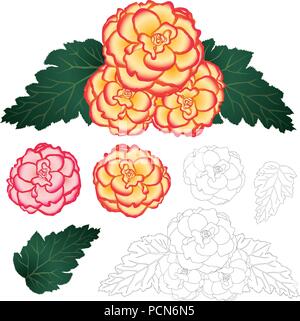 Begonia Flower, Picotee Sunburst and First Love with Outline isolated on White Background. Vector Illustration. Stock Vector