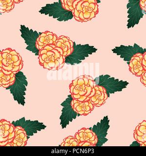 Begonia Flower, Picotee Sunburst on Light Pink Background. Vector Illustration. Stock Vector