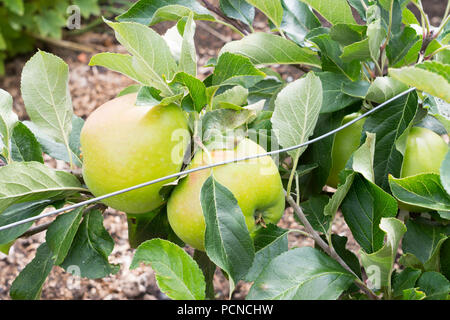 Cordon apple tree Malus domestica James Grieve, north east England, UK Stock Photo