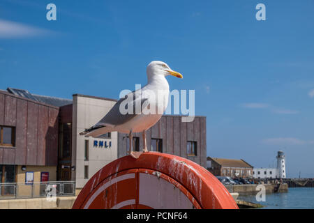 A Gull stood on the top of a lifebelt holder. Stock Photo