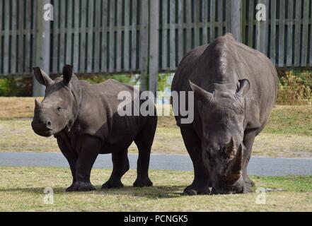 Safari Park Animals Stock Photo