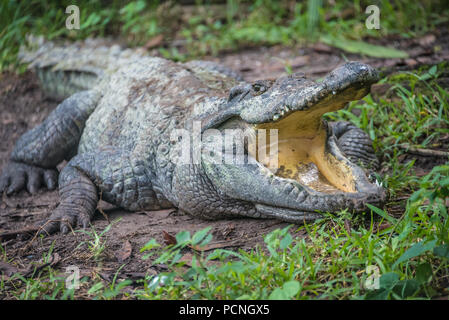 Siamese crocodile at St. Augustine Alligator Farm in St. Augustine, Florida. (USA) Stock Photo