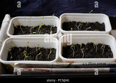 Tomato seedlings growing in reused margarine tubs indoors in February, Wales, UK Stock Photo