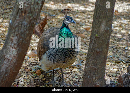 Male Peacock at a Petting zoo Stock Photo