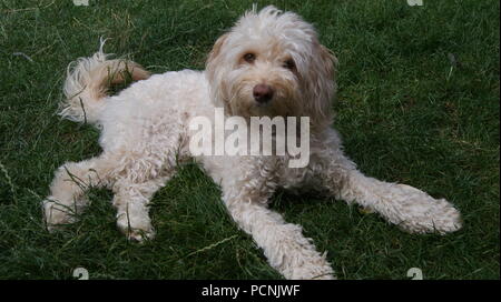 Cockapoo dog lying on grass Stock Photo
