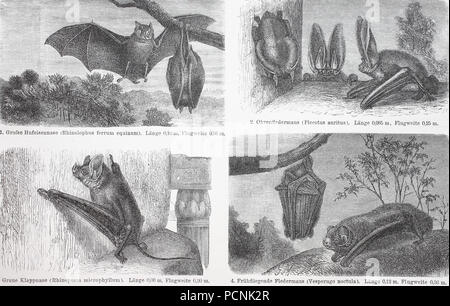 different bats,  greater horseshoe bat, Rhinolophus ferrumequinum, brown long-eared bat or common long-eared bat, Plecotus auritus, greater mouse-tailed bat, Rhinopoma microphyllum, Vesperugo noctula, digital improved reproduction of an historical image from the year 1885 Stock Photo