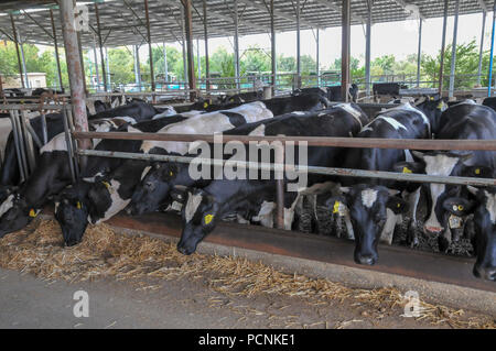 cows in dairy farm the animals in a pen. Photographed at Kibbutz harduf, Israel Stock Photo