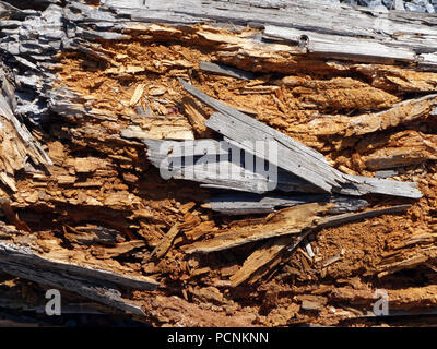 Closeup view of a rotten wood beam showing termite infestation Stock Photo