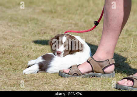 A 12 week old English Springer Spaniel puppy being walked on lead in park on Ampthill, Bedfordshire, England Stock Photo