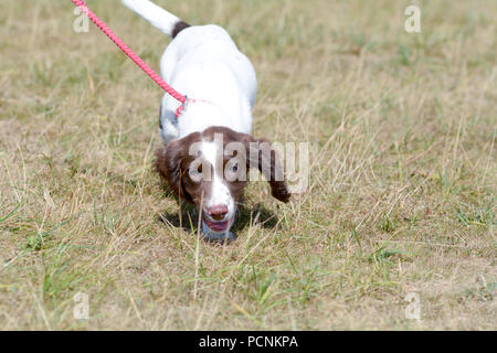 A 12 week old English Springer Spaniel puppy being walked on lead in park on Ampthill, Bedfordshire, England Stock Photo