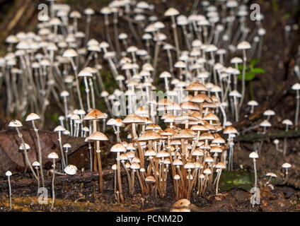 Wild jungle mushrooms in a cluster growing in a tropical jungle. Stock Photo