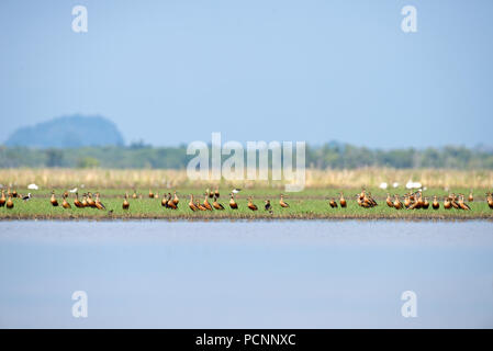 Lesser whistling-duck (Dendrocygna javanica), Thailand Dendrocygne siffleur Stock Photo
