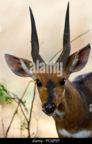 A fine Maasai Bushbuck ram pauses from a drink, normally shy and wary, these beautiful antelope are resident and the Katavi Wildlife Camp. Stock Photo