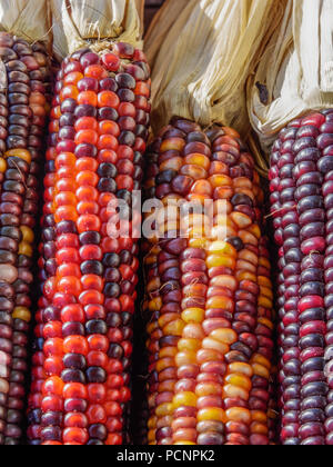 close up of colorful indian corn Stock Photo