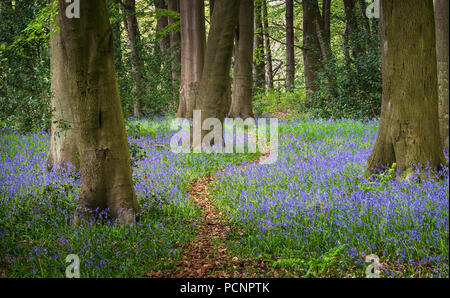Woodland path through bluebells Hyacinthoides non-scripta in spring Stock Photo