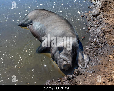 A Suffolk black sow cooling herself in a muddy pond laying down in the water at Suffolk Punch Trust, Suffolk Stock Photo