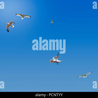 Seagulls flying high against a blue sky and backlit by the sun Stock Photo